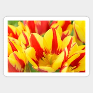 Tulipa  &#39;Colour Spectacle&#39;   Single Late Multi-flowered tulip Sticker